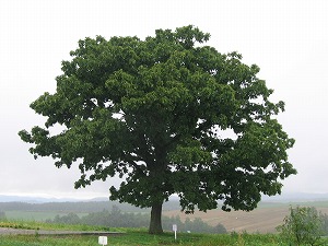 070826-5.jpg