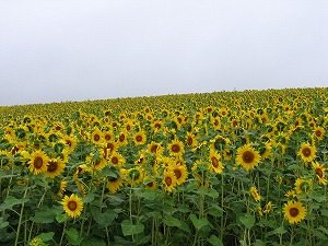 070826-5.jpg